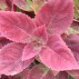 Coleus Blumei Red Velvet Color 100 PCS Seeds