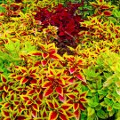 Coleus Blumei Mixed 1 PCS Seeds