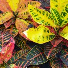 Codiaeum variegatum Rose Red Yellow Green Colors 100 PCS Seeds Codiaeum variegatum Rose Red Yellow Green Colors 100 PCS Seeds