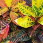 Codiaeum variegatum Rose Red Yellow Green Colors 100 PCS Seeds