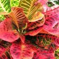 Codiaeum variegatum Rose Red Yellow Green Colors 100 PCS Seeds
