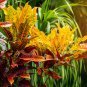 Codiaeum variegatum Rose Red Yellow Green Colors 100 PCS Seeds