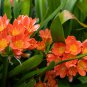 Clivia Plant Perennial Bonsai Balcony Flower 100 PCS Seeds