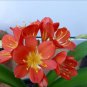Clivia Plant Perennial Bonsai Balcony Flower 100 PCS Seeds