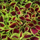 Coleus Blumei Rose Red Color with Green Leaves 50 PCS Seeds Coleus Blumei Rose Red Color with Green Leaves 50 PCS Seeds