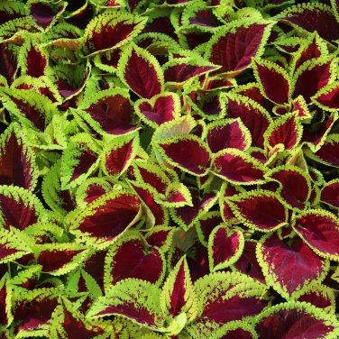 Coleus Blumei Rose Red Color with Green Leaves 50 PCS Seeds