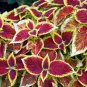 Coleus Blumei Rose Red Color with Green Leaves 50 PCS Seeds