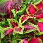 Coleus Blumei Rose Red Color with Green Leaves 50 PCS Seeds