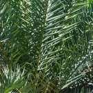 Bottle Palm Green Color 20 PCS Seeds
