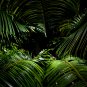 Bottle Palm Green Color 20 PCS Seeds