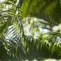 Bottle Palm Green Color 20 PCS Seeds