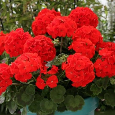 Colorful Geranium Beautiful Garden Flower Perennial Fleur Graine 50 PCS Seeds