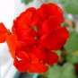 Colorful Geranium Beautiful Garden Flower Perennial Fleur Graine 50 PCS Seeds