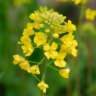 mustard White bar food Garden 2000 PCS Seeds