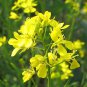 mustard White bar food Garden 2000 PCS Seeds