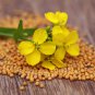 mustard White bar food Garden 2000 PCS Seeds