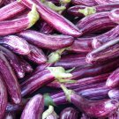 Long Purple Eggplant 700 PCS Seeds
