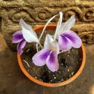 Kaempferia rotunda Bonsai 100 PCS Seeds