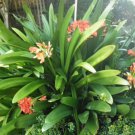 Colorful Clivia Miniata Bonsai 100 PCS Seeds Colorful Clivia Miniata Bonsai 100 PCS Seeds