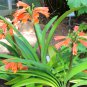 Colorful Clivia Miniata Bonsai 100 PCS Seeds