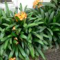 Colorful Clivia Miniata Bonsai 100 PCS Seeds