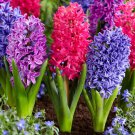 Hyacinthus Orientalis 100 PCS Seeds