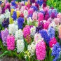Hyacinthus Orientalis 100 PCS Seeds