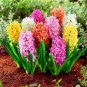 Hyacinthus Orientalis 100 PCS Seeds