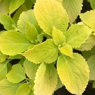 Coleus Blumei Yellow Color 100 PCS Seeds