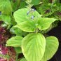 Coleus Blumei Yellow Color 100 PCS Seeds