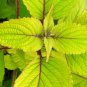 Coleus Blumei Yellow Color 100 PCS Seeds