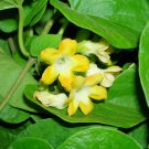 Cordate Telosma Tree Semente 60 PCS Seeds
