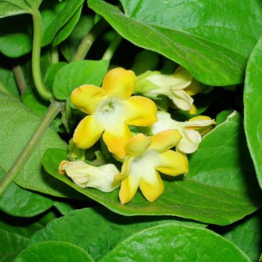 Cordate Telosma Tree Semente 60 PCS Seeds