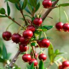 Myrtle Chilean Guava 50 PCS Seeds