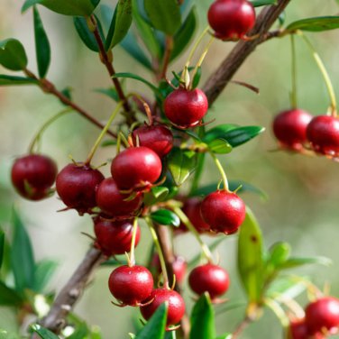 Myrtle Chilean Guava 50 PCS Seeds