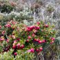 Myrtle Chilean Guava 50 PCS Seeds