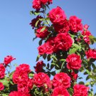 Climbing Rose Tree Rose Red Flowers 200 PCS Seeds Climbing Rose Tree Rose Red Flowers 200 PCS Seeds
