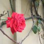 Climbing Rose Tree Rose Red Flowers 200 PCS Seeds
