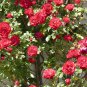 Climbing Rose Tree Rose Red Flowers 200 PCS Seeds