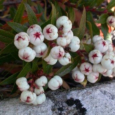 Gaultheria hispida Snowberry 5 PCS Seeds