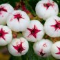 Gaultheria hispida Snowberry 5 PCS Seeds