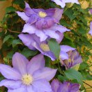 Climbing Clematis Bonsai Flowers Clematis Vine Perennial Flower 100 PCS Seeds Climbing Clematis Bonsai Flowers Clematis Vine Perennial Flower 100 PCS Seeds
