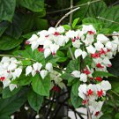 Clerodendrum Thomsonae Bonsai Purple Double Petals Fuchsia 100 PCS Seeds Clerodendrum Thomsonae Bonsai Purple Double Petals Fuchsia 100 PCS Seeds