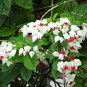 Clerodendrum Thomsonae Bonsai Purple Double Petals Fuchsia 100 PCS Seeds