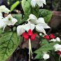 Clerodendrum Thomsonae Bonsai Purple Double Petals Fuchsia 100 PCS Seeds