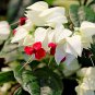 Clerodendrum Thomsonae Bonsai Purple Double Petals Fuchsia 100 PCS Seeds