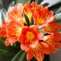 Clivia Bonsai Indoor Home Garden vase Four Seasons Flowers 50 PCS Seeds