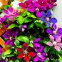 Climbing Clematis Mixed White Blue Sunset White Colorful Flowers 100 PCS Seeds