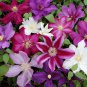 Climbing Clematis Mixed White Blue Sunset White Colorful Flowers 100 PCS Seeds