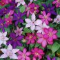 Climbing Clematis Mixed White Blue Sunset White Colorful Flowers 100 PCS Seeds